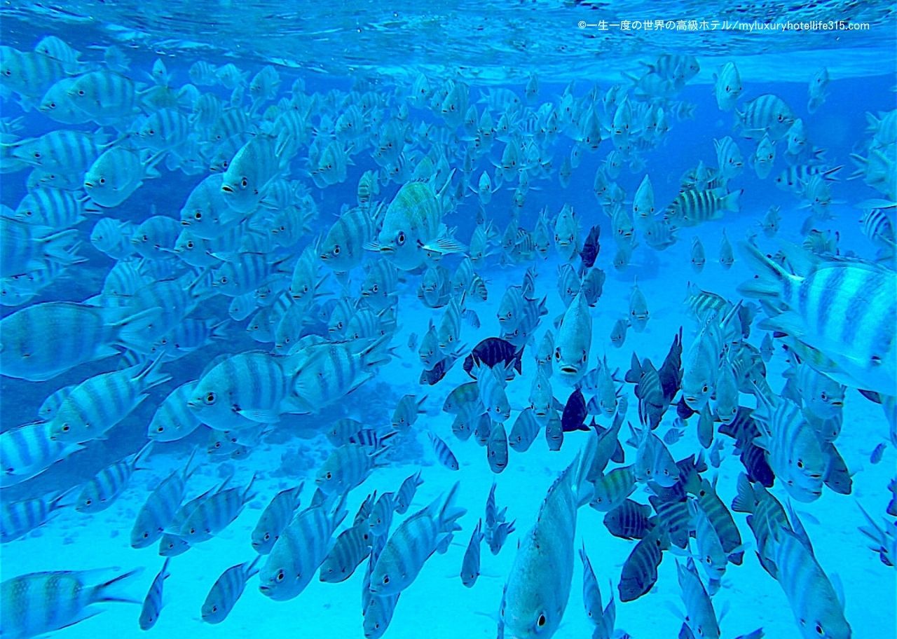 コンラッドボラボラヌイの半日ツアーの魚